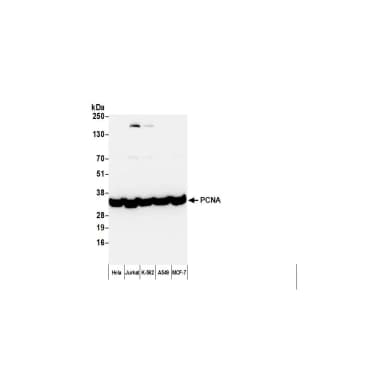 Rabbit anti-Mouse IgG Heavy and Light Chain Cross-Adsorbed Antibody Biotinylated