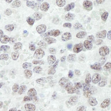 Rabbit anti-RanBP3 IHC Antibody, Affinity Purified