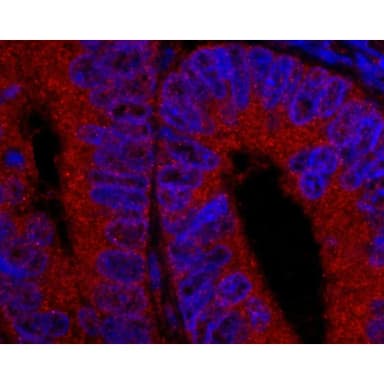 Rabbit anti-USP5/IsoT IHC Antibody, Affinity Purified