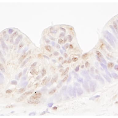 Rabbit anti-MBD4 IHC Antibody, Affinity Purified
