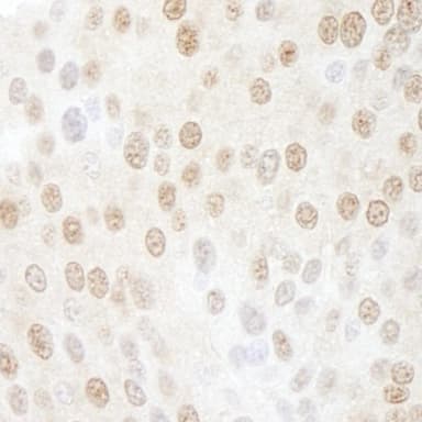 Rabbit anti-CSN5 IHC Antibody, Affinity Purified