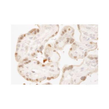 Rabbit anti-MST1, 2/STK3, 4 IHC Antibody, Affinity Purified