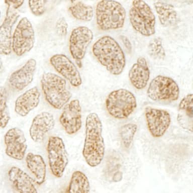 Rabbit anti-SRcyp IHC Antibody, Affinity Purified