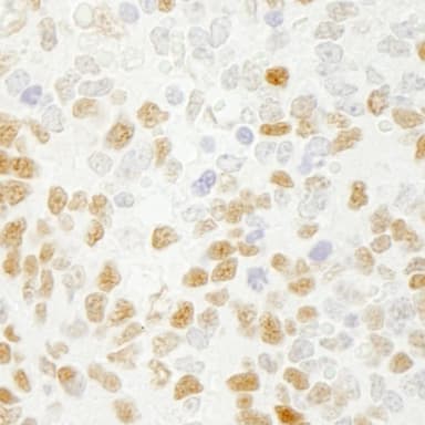 Rabbit anti-QKI IHC Antibody, Affinity Purified
