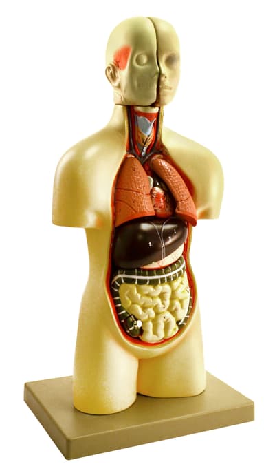 Miniature Human Torso Model (Sexless), 19" Tall - 12 Parts - College Level Detail, Compact for Individual Desktop Study - Removable Organs