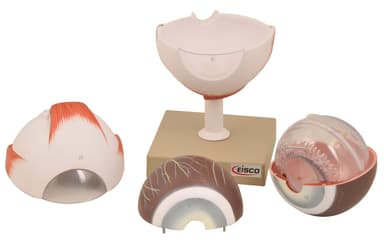 Model, Human Eye, 5 Time Enlarged, 6 part, Dissectable