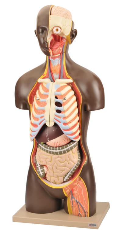 Model Full-Size Unisex Human Torso - 13 Parts