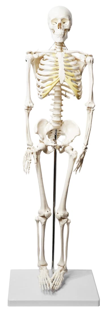 Human Skeleton Model, Half Size - Articulated Mandible - Rod Mounted - Incredible Detail for Anatomical Study