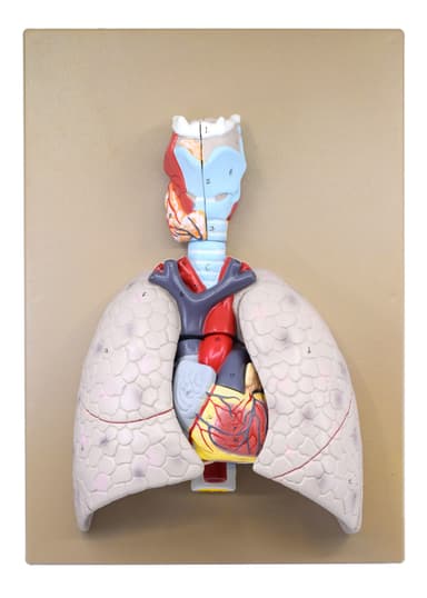 Human Heart & Lung Model, 16.5" - Removable Heart, Cross Section Lung & Larynx - Mounted on Base