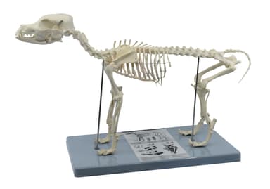 Adult Dog Skeletal System, Anatomical Model, 12" Tall - Life Size - Medical Quality, Mounted to Base