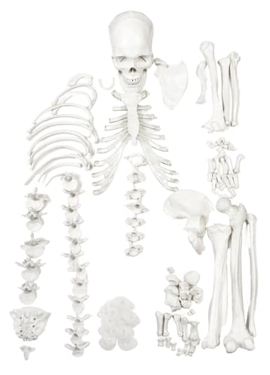 Disarticulated Human Skeleton - HALF - Medical Quality, Life Sized (62" Model Height) - 23 Intervertebral Discs, 3 Part Skull with Moveable Jaw