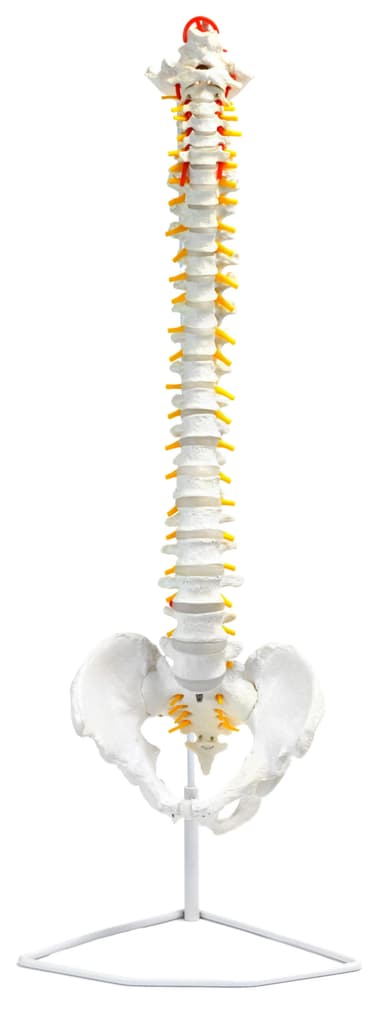 Human Spine Anatomical Model, Flexible - Medical Quality, Life Sized - 31.5" Height - Includes Complete Pelvis & Hanging Mount