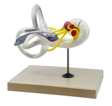 Inner Ear Model, Bony & Membranous Labyrinth - Enlarged 16X Life Size - Sectioned Cochlea - Designed by Medical Professionals & Hand Painted