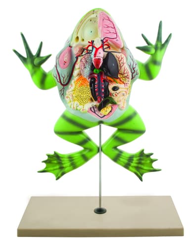 Frog Dissection Model with open back (Bull Frog); on stand
